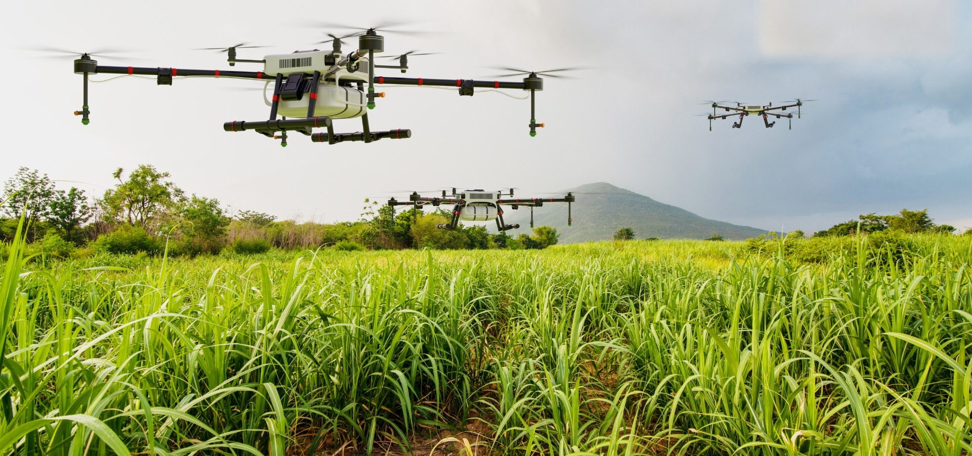 Three agricultural spraying drones working over a sugarcane field