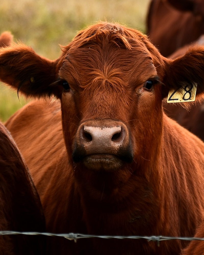 Beef cattle grazing behind a fence line in open pasture
